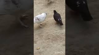 Fancy Pigeon