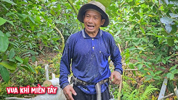 Vua khỉ cưa hạ gốc cây Cóc siêu khó do nhánh trùm lên nhiều cây Mận An Phước.