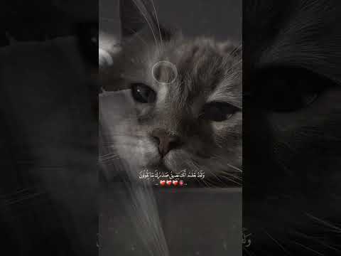 القرآن القرآن الكريم دعاء قران كريم صلى الله عليه وسلم القران الكريم صدقة جارية