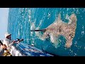 GIANT HAMMERHEAD SHARK almost beats me!