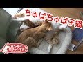 子猫がお兄ちゃんをちゅぱちゅぱ♪相変わらずちゅぱ魔な末っ子レンちゃんがかわいい