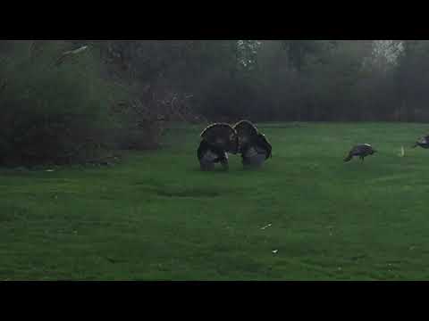 Turkey Strutting their Stuff