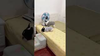 SUPER SMART FRENCH BULLDOG  #dogtraining #dog #funny #cutedog