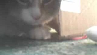 Maine Conn Kater Gizmo - Karton