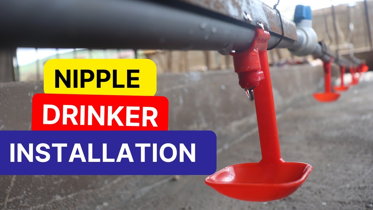 Level Up Your Poultry Farming With Nipple Drinkers Installation Tips Level Up Your Poultry Farming With Nipple Drinkers Installation Tips