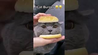 Cat Burger #shorts #cutecat