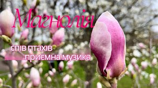 У Хмельницькому зацвіла магнолія, спів птахів, приємна музика #магнолія #хмельницькиймагнолія