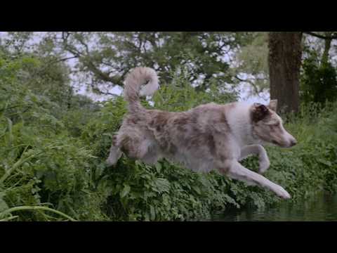 Video: Natura Pet Иннова үчүн чакырууну кеңейтет