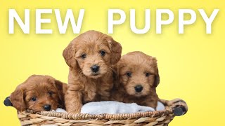 Getting Ready for your New Puppy, The first 30 Days.