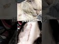 ふたりのケガした野良猫【天気のね子】