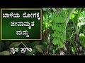 ನೈಸರ್ಗಿಕ ಕೃಷಿ | ಬಾಳೆಯ ರೋಗಕ್ಕೆ ಜೀವಾಮೃತ ಮದ್ದು | EP –16 | Natural Farming | Raitha Pragathi
