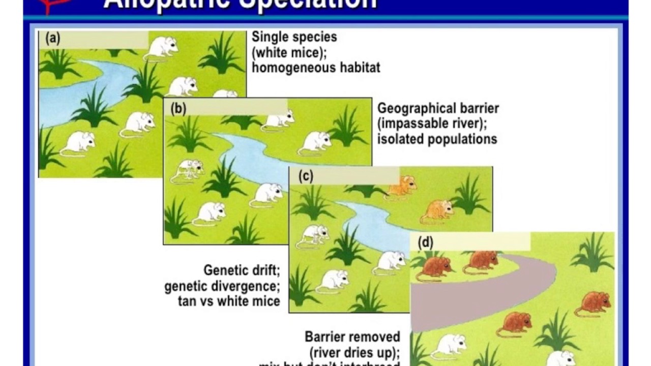 Allopatric Vs. Sympatric Speciation - YouTube