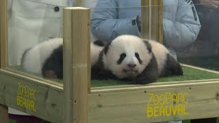 Mbappé at French zoo to unveil twin pandas, 'Yuandudu' and 'Huanlili' | AFP