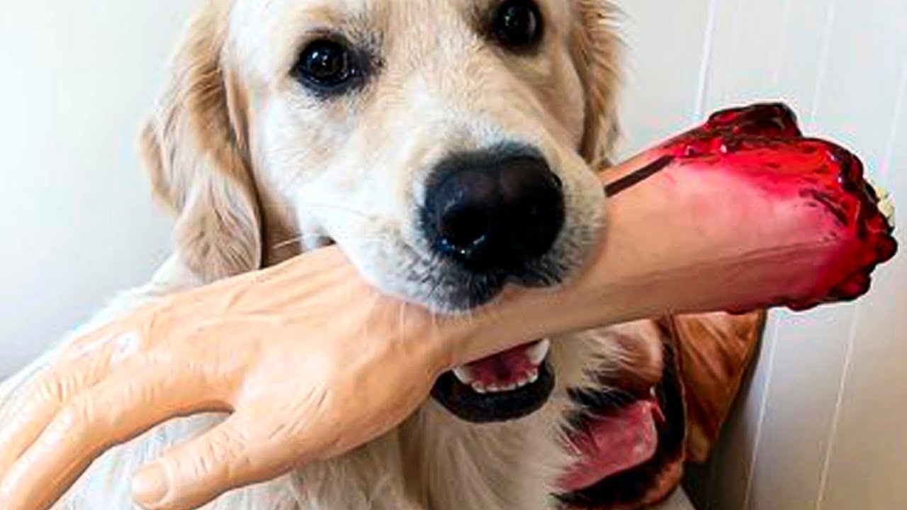 Top 10 Labrador MYTHS Debunked The Truth Will Shock You YouTube