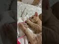 Dodge video