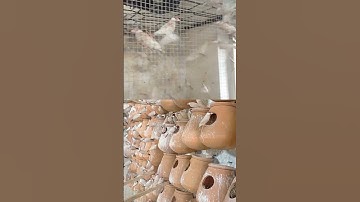 Fawn Java , Java Sparrow , Java Finch , Lovebird , White Java , Silver Java  #javasparrow #birds