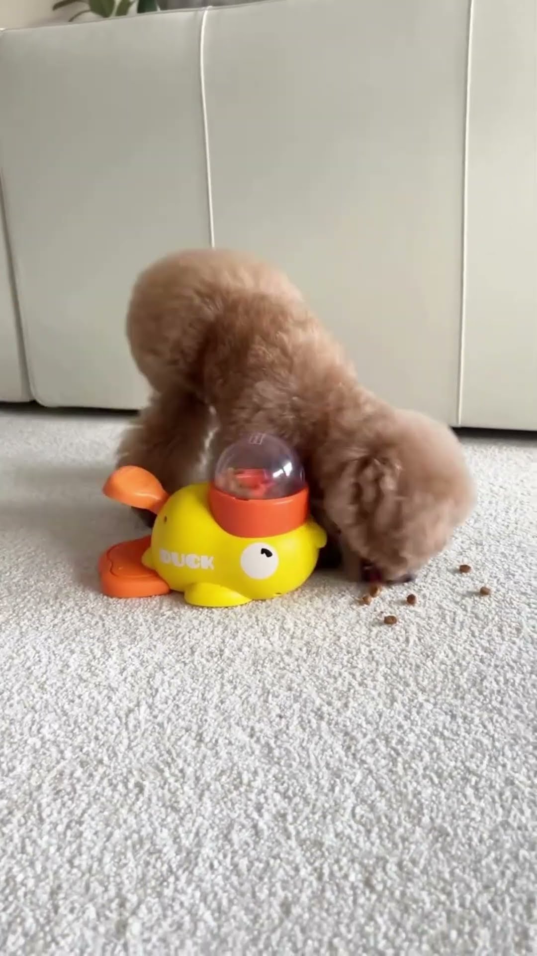 keep these gadgets at home for pets #shortsvideo