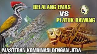 Belalang emas vs Pelatuk bawang Masteran kombinasi dengan jeda agar mudah masuk