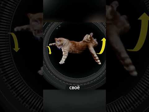 Нарушают ли кошки закон Ньютона, когда переворачиваются в воздухе? #факты