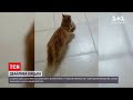 Новини світу: у Туреччині безпритульна кішка принесла своїх малят до ветеринара