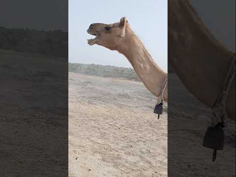 في صحراء الرمال ضاع فصيل الناقة ولذلك تصدر أمه أصواتا حزينة تبحث عنه