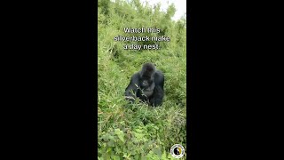 Gorilla makes a day nest