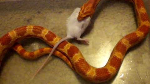 My Amel Corn snake Flame eating a hopper (small mouse) Part 2
