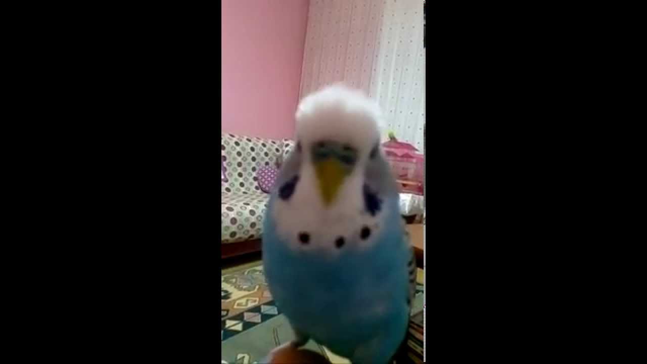 muhabbet kusu mavis youtube bird make it yourself pets