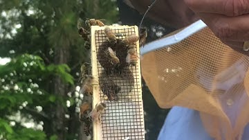 Installing a Three Pound Package of Honeybees into a Layens Hive