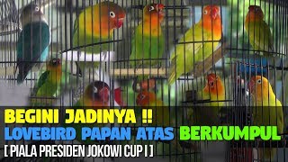 BEGINI JADINYA !! JIKA LOVEBIRD PAPAN ATAS BERKUMPUL [ PIALA PRESIDEN JOKOWI CUP I ]