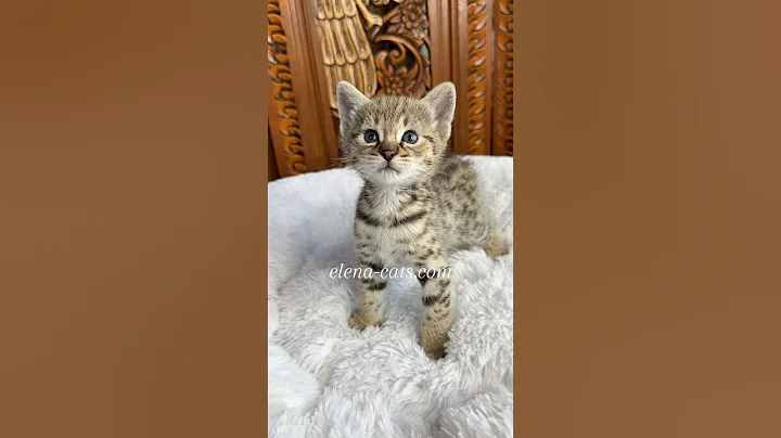 Video 5739401: savannah girl, savannahcat