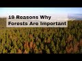 19 Reasons Why Forests Are Important