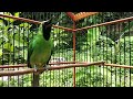 Cucak Ijo Gacor Bongkar Isian Mewah Ampuh Buat Pancingan Mp3 - Mp4 Download