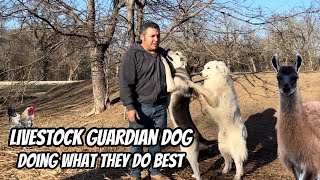 Livestock Guardian Dog Got A Big Surprise By One Of The Predators!!