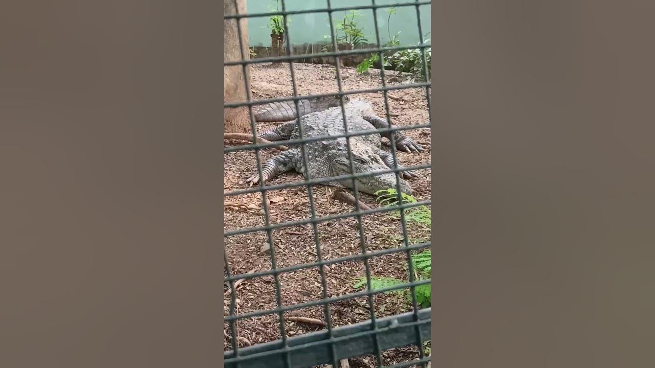 glimpses-from-malampuzha-snake-park-youtube