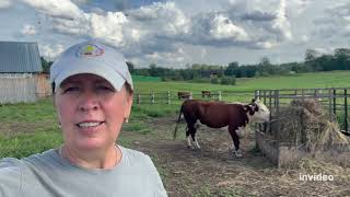 видео: ЧП в коровьем мире #герефорд #корова #чп #проблема #ферма #молоко #кормление #помощь #мир #help #sos картинка: ЧП в коровьем мире #герефорд #корова #чп #проблема #ферма #молоко #кормление #помощь #мир #help #sos