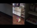 Little Dog Gets Really Excited About His New Big Stuffed Toy