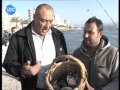 LBCI News اسماك غريبة تجتاح شواطئ صور