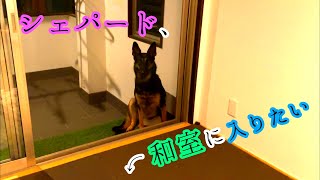 A German Shepherd dog who has never been in a Japanese-style room sneaks in when his owner isn't ...