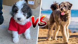 Pros & Cons Of A Mini vs Standard Size Aussiedoodle!
