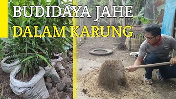 Cara Membuat Media Tanam Jahe Merah | Cara budidaya Jahe Dalam Karung |. JEJAK SI BOSS (02/07/2021)