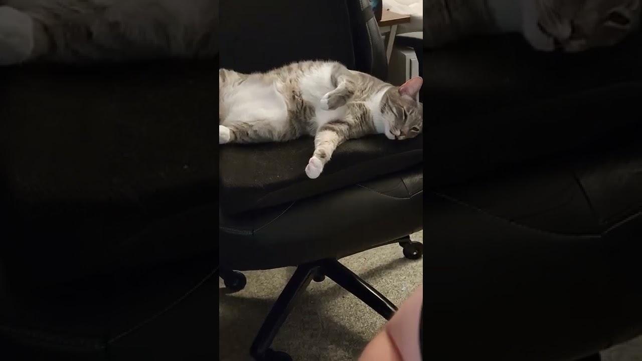 Cat Flops on Chair
