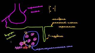 Роль саркоплазматической сети в мышечных клетках