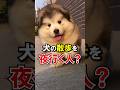 犬の散歩を夜行ってはダメ？
