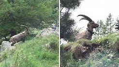 La gordolasque , arrière pays Niçois .