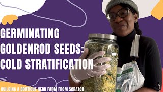 How to Germinate Goldenrod Seeds: Cold Stratification