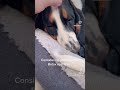 Basset Hound Puppy  #bassethound #puppy #dogs #bassethoundpuppy #funny #funnydogs