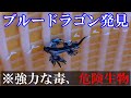 【速報】千葉県の外房の海水浴場でガサガサしてたら危険生物の『ブルードラゴン』を4匹も発見!その周辺には猛毒生物のカツオノエボシも大量にいた。