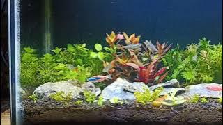 Download lagu aquascape dutstyle mini..