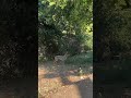 Coyote in Topanga Canyon